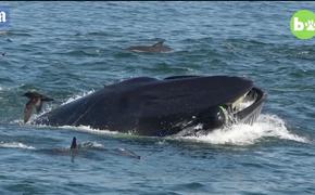 В Африке дайвера чуть не сожрал огромный кит