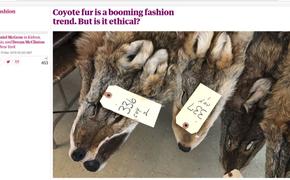 "Канадский гусь" на Западе стал причиной скандальной моды на мех койота