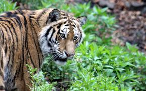 Житель Хабаровского края убил амурского тигра, который напал на корову