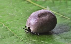 Клещей бояться - в лес не ходить: как обезопасить себя от укусов насекомых