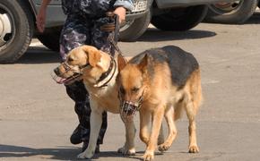 На западе Москвы из-за снаряда времен ВОВ эвакуировали школу