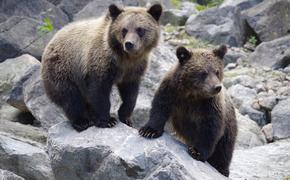 На трассе в Приморье полициейские нашли 3-месячного медвежонка в коробке