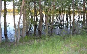 Большая вода пошла в Волго-Ахтубинскую пойму