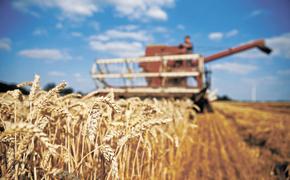 России угрожает рекордный урожай