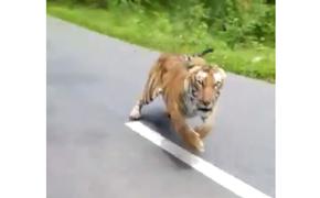 В сеть попало видео погони тигра за мотоциклом