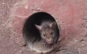 В Испании провели первую в истории перепись крыс