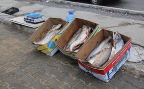 Стихийными рыбными рынками в Хабаровском крае заинтересовался губернатор