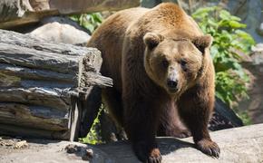 В Хабаровском крае наблюдается нашествие медведей