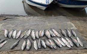 В Хабаровском крае браконьеры вылавливают рыбу тоннами