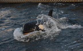 Оставшихся в «китовой тюрьме» животных отправят в Хабаровский край до осени
