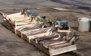 Стихийные рыбные рынки в Хабаровском крае будут штрафовать