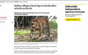 В Индии полиция арестовала четырех человек за избиение тигра-людоеда