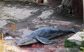 В центре Киева обнаружилась огромная туша кита
