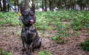 На Украину вернули собаку задержанных в Керченском проливе моряков