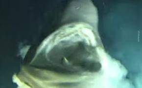 Гигантский морской монстр попал на видео