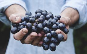 Врачи нашли секрет долголетия в винограде
