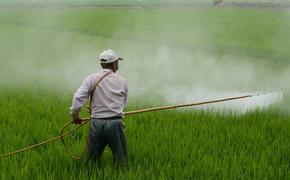 Хабаровскую сою травят китайскими пестицидами