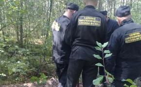 В Белоруссии грибник нашел в лесу боевую ракету