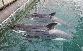 Узникам «китовой тюрьмы» паводок мешает обрести свободу в Хабаровском крае