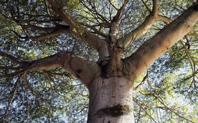 Ученые назвали дерево, которое лечит суставы