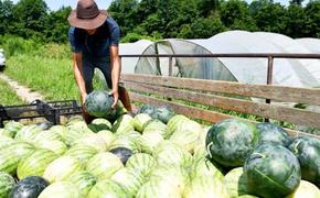 Фермерам Хабаровского края помогут с реализацией продукции