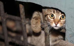 Хабаровчане требуют запретить замуровывание животных в подвалах