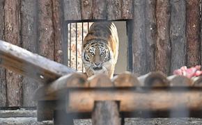 Хабаровский край передал тигрицу Тайгу в приморский сафари-парк
