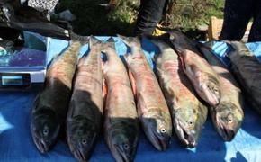 Хабаровск наводнили незаконные торговцы красной рыбой