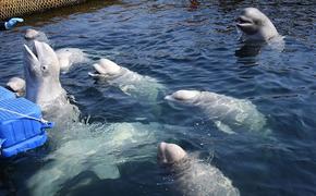 Белухи из китовой тюрьмы не попадут в Хабаровский край
