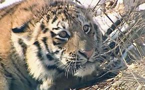 В Хабаровском крае тигр загрыз охотника