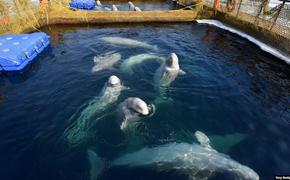 Белухи из «китовой тюрьмы» отправляются в Хабаровский край