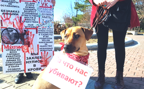 Зоозащитники Хабаровска требуют  от Путина расправы над живодерами