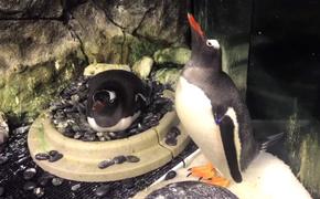 В Австралии пингвины-гомосеки усыновили яйцо