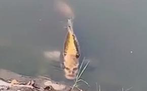 В Китае сняли рыбу с человеческим лицом
