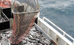 Российские рыбаки ударно отработали на минтае