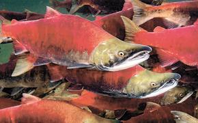 Росрыболовство сообщило, что в этом году «дефицита лососёвых и красной икры не будет»