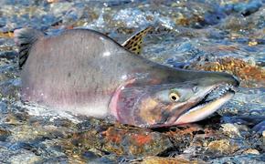 По данным Росрыболовства, объём добычи тихоокеанских лососей сократился на 38,6% по сравнению с прошлым годом