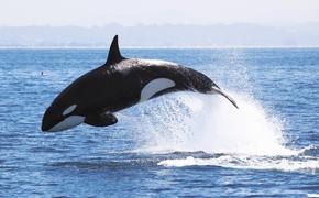 Минсельхоз подготовил законопроект, направленный на сохранение китообразных