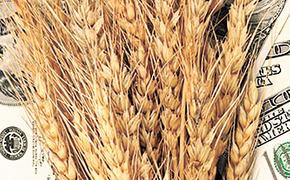 Несмотря на рекордный урожай, в России выросли цены на зерно
