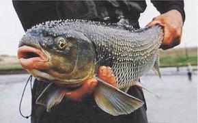 На Каспии восстанавливают популяцию прославленной Высоцким рыбы