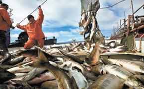 Великобритания ввела дополнительную пошлину в 35% на ввоз российской белой рыбы