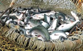 На Камчатке зафиксирован самый маленький объём добычи лосося с 2009 года