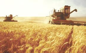 Минсельхоз: В России собрано 92,7 млн тонн пшеницы