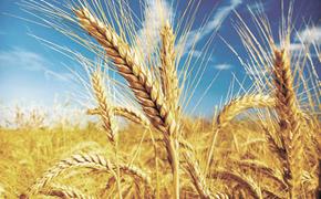 В России собрано 100 млн тонн пшеницы
