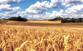 В России валовой сбор зерновых культур может быть увеличен до 200 млн тонн в год