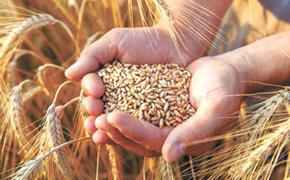 В России урожай зерна достигнет 153 млн тонн