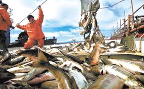 Российские рыбаки выловили 4,5 млн тонн рыбы