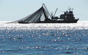 С начала 2023 года российские рыбаки поймали 1,37 млн тонн рыбы