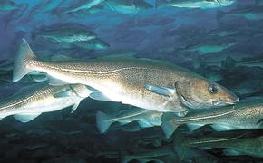 Уловы рыбы на Дальнем Востоке достигли 2,8 млн тонн