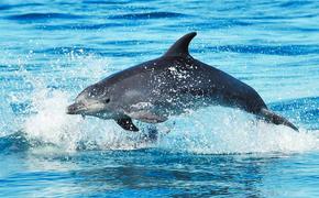 Как боевые дельфины борются с диверсантами из Украины